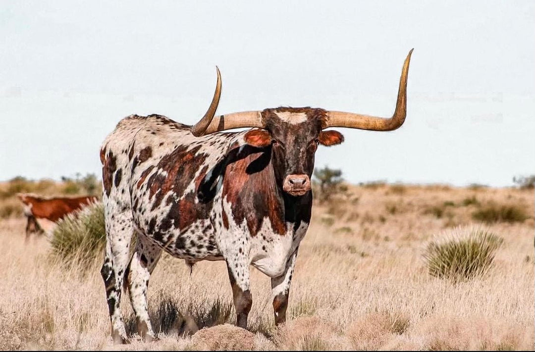 CATTLE - J&R Tack & Feed CO