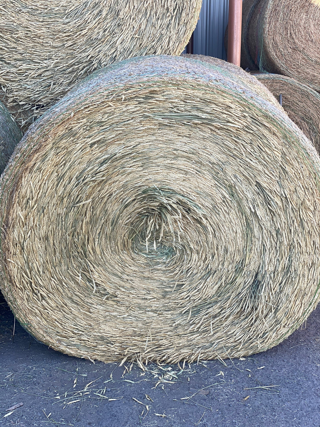 #1 WHEAT ROUNDBALE