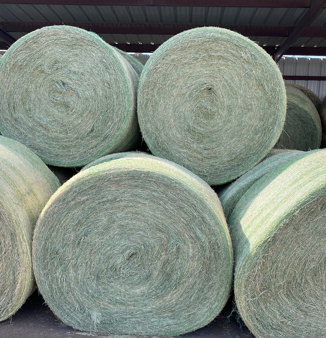 #1 COASTAL ROUNDBALE