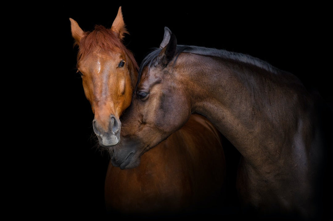 How to Properly Care for Your Horse - J&R Tack & Feed CO